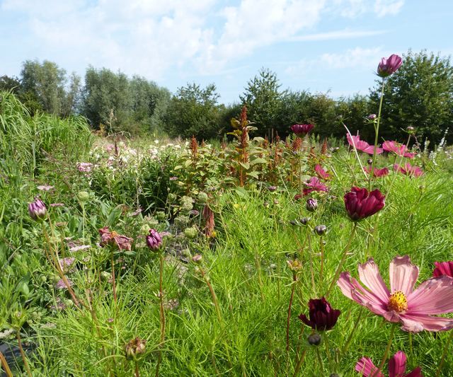 Bloemenrand met cosmea's en amarant langs de akker.