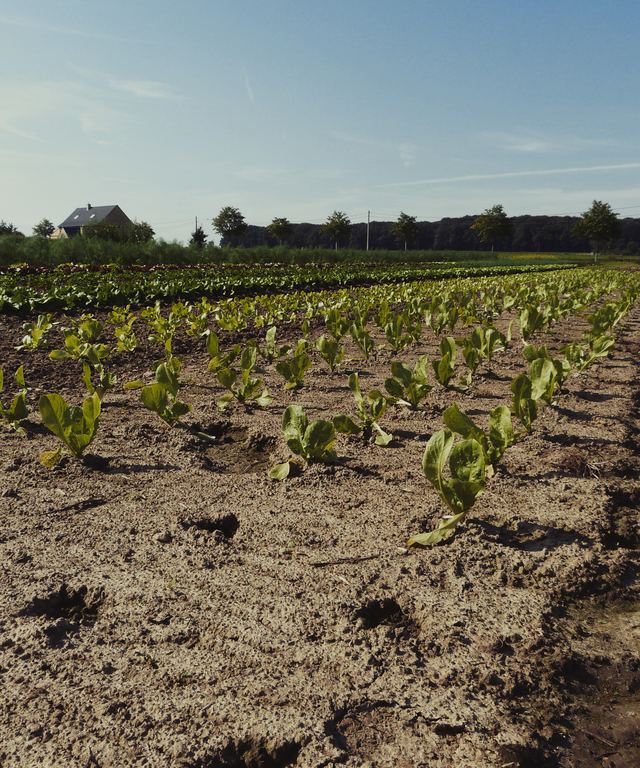 Rijen jonge slaplanten op het pas ingezaaide perceel.