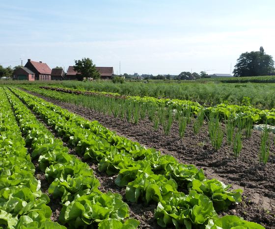 Lange rijen sla, prei en wortelen op het veld, met de hoeve erachter.